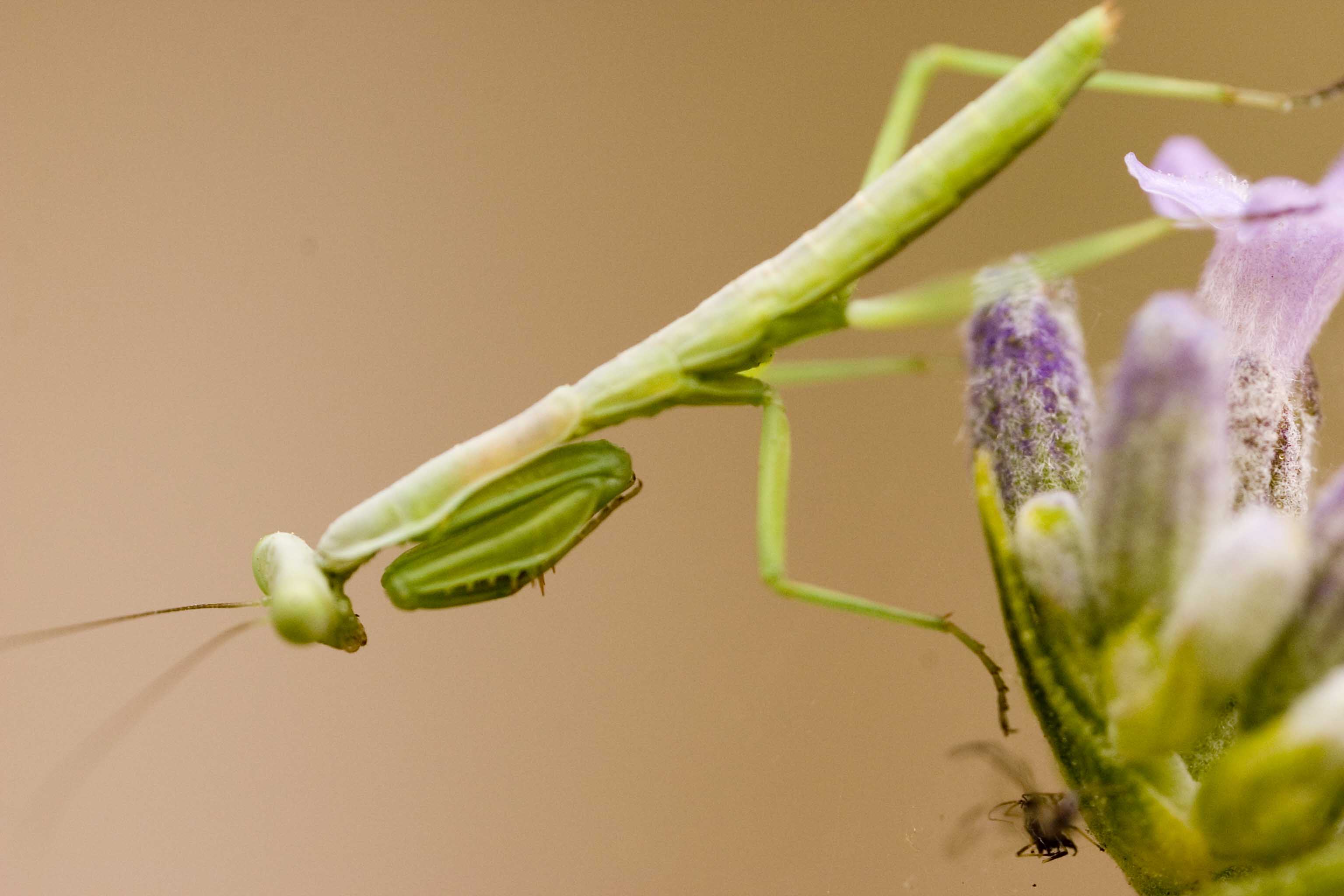 Viva la macrofotografia